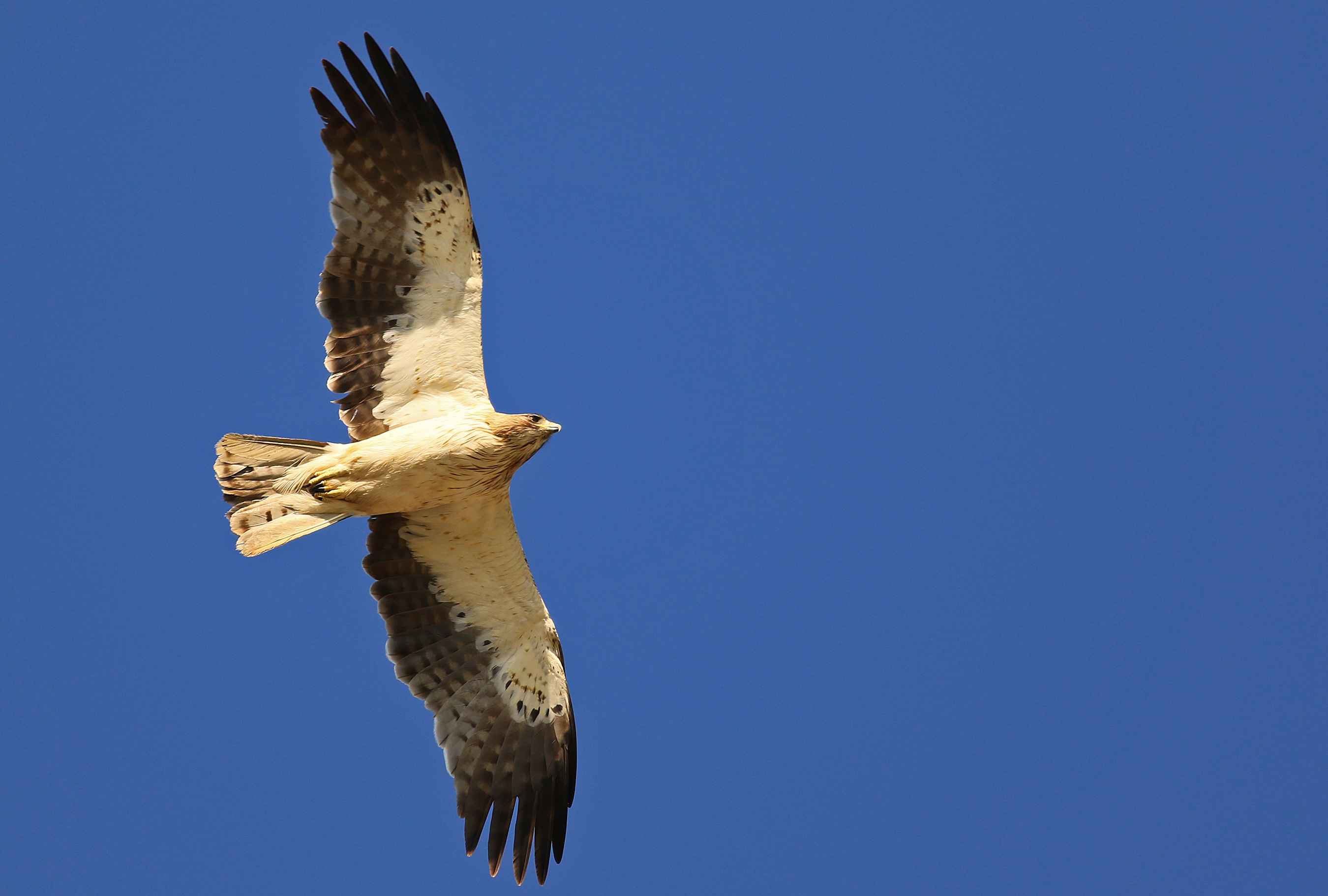 Booted Eagle